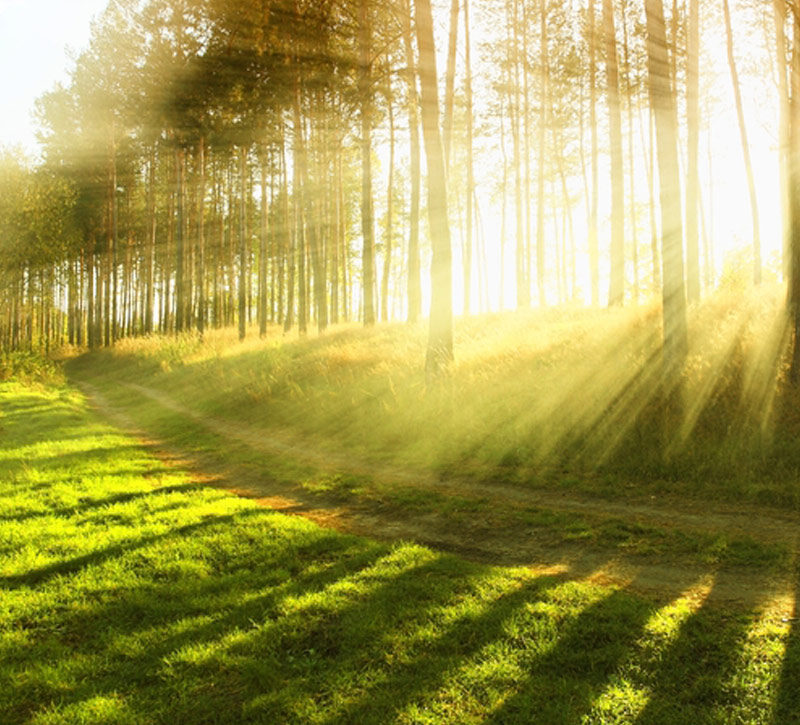 trees and sunlight